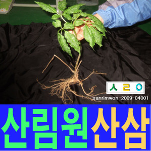 산림원 산삼 소백산 sanrimwon-2009-04001