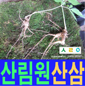 산림원 산삼  소백산 sanrimwon-2009-05001