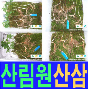 산림원 산삼  소백산 sanrimwon-2009-05002