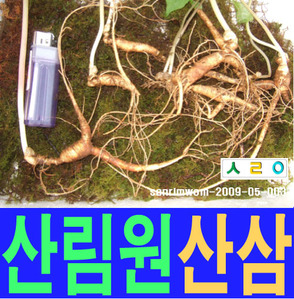 산림원 산삼  소백산 sanrimwon-2009-05003