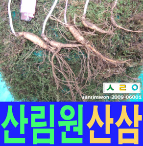산림원 산삼  소백산 sanrimwon-2009-06001
