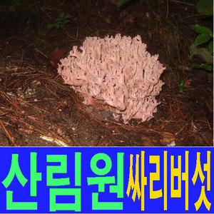 산림원 송이싸리버섯 1kg 소백산 자연산 명절선물 효도선물/